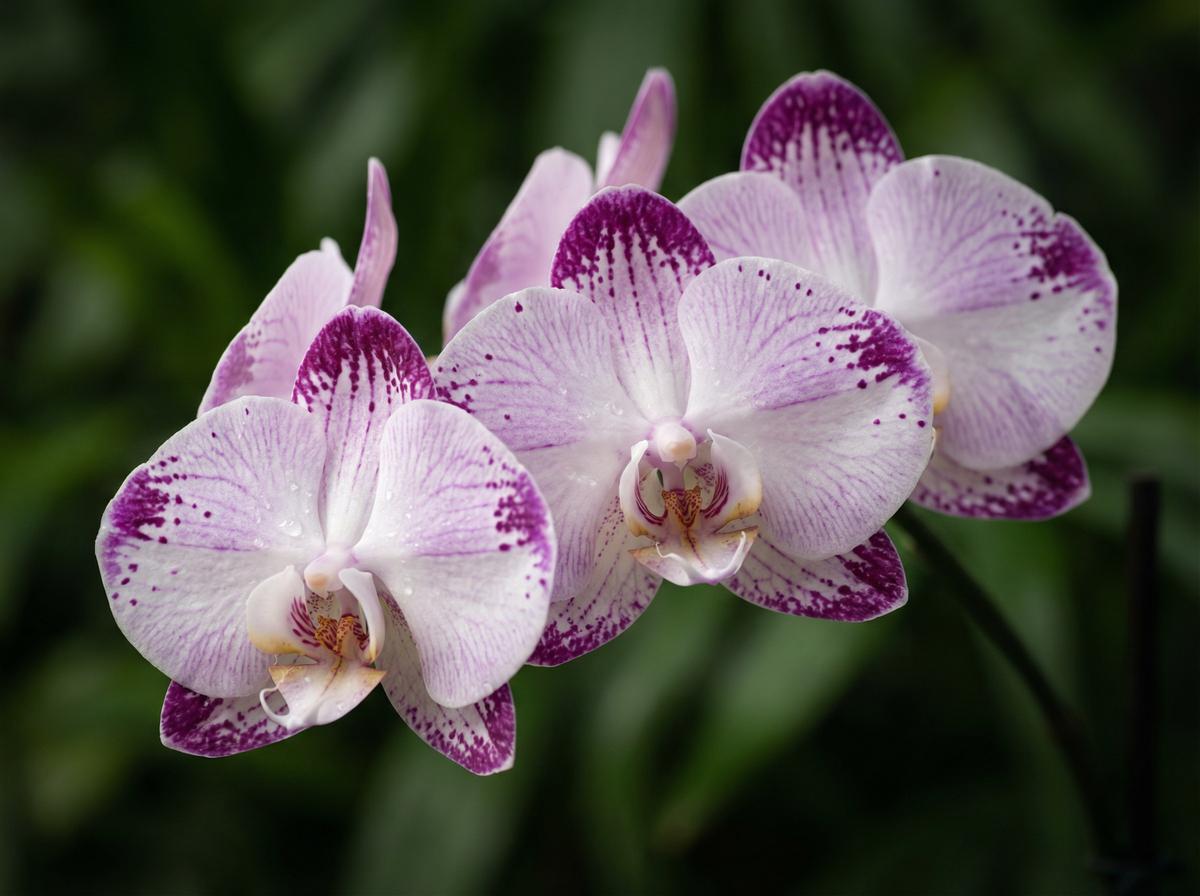 免费看片兰花视频